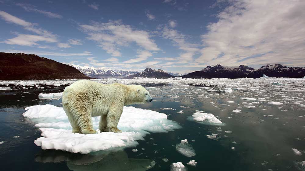 impacts changement climatique glaciers