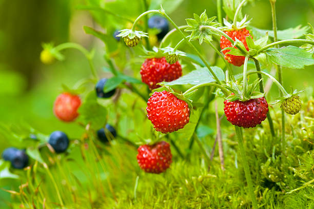 Fraises des bois, framboises et mûres