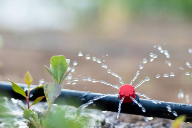 L'arrosage goutte-à-goutte