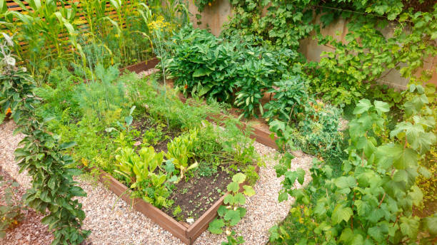 Le potager en permaculture