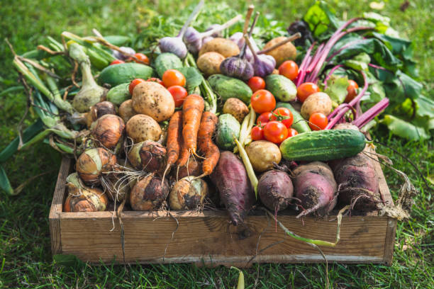 Les légumes racines