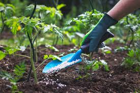 cultiver un potager productif en utilisant uniquement des engrais naturels