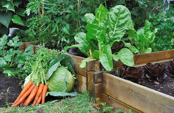 Création d'un potager