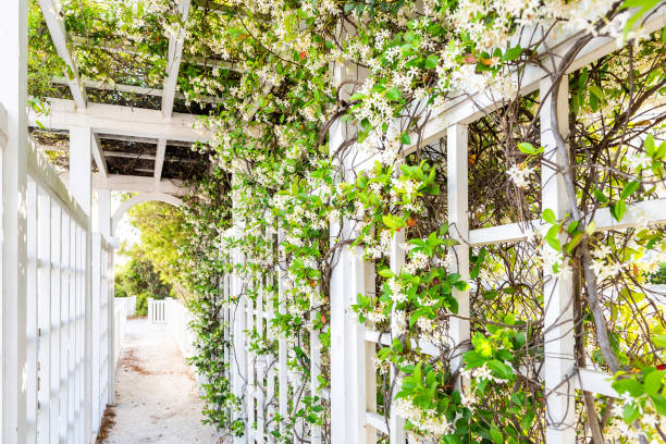 Plantes grimpantes pour pergola