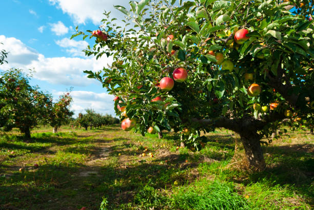 Les arbres fruitiers Truffaut